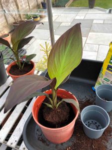 growing canna plants in plant pots