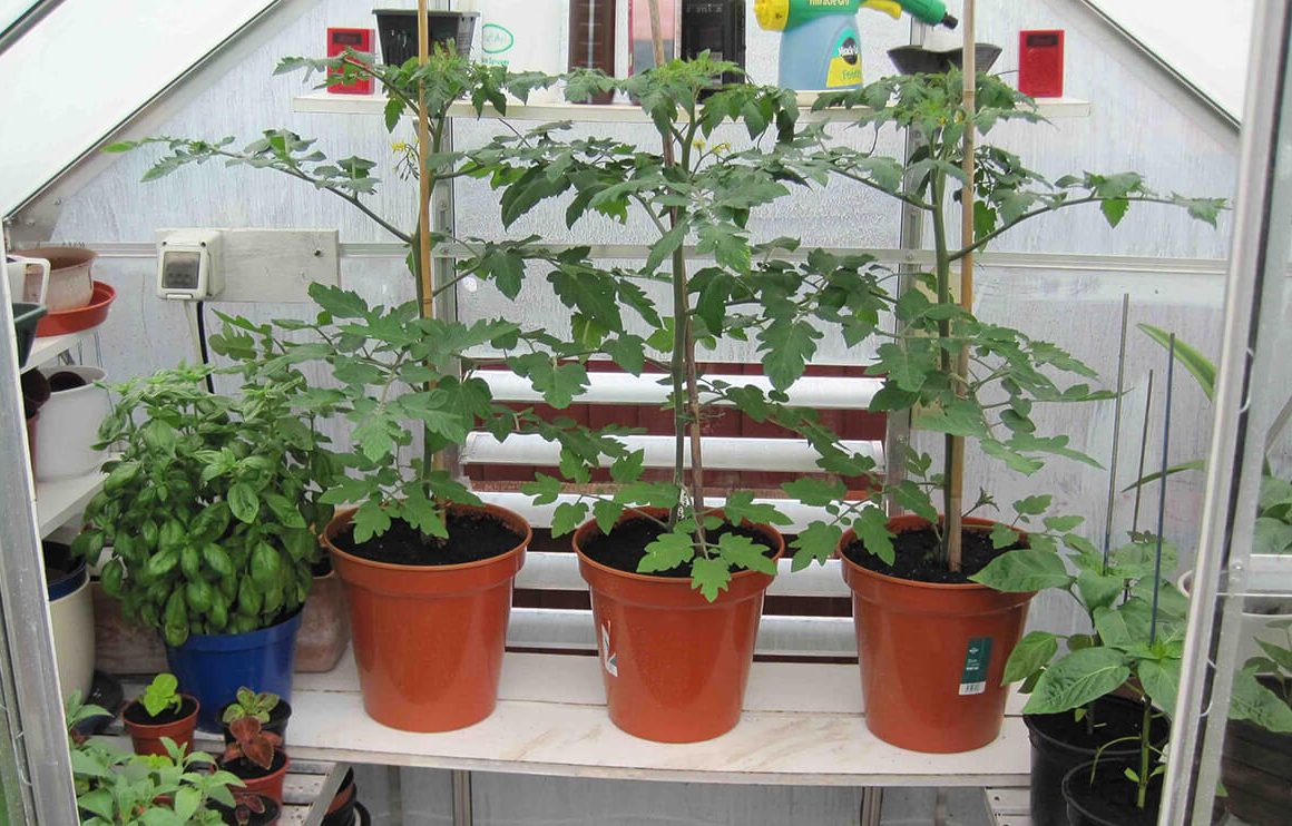 growing tomatoes in plant pots