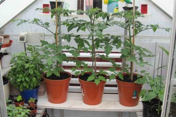 growing tomatoes in plant pots