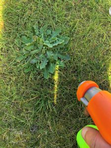 spray weeds with selected weed killer