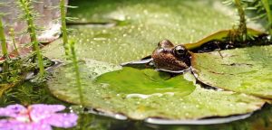 build a pond to attract wildlife