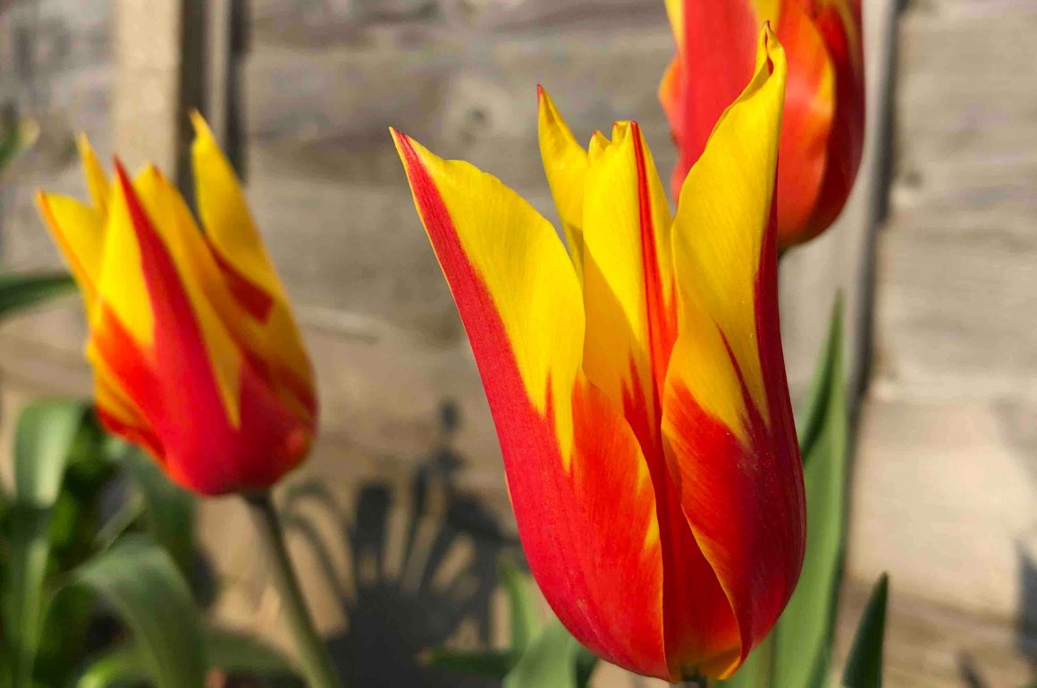 Plant tulips in your garden in June