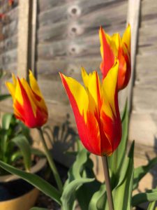 Plant tulips in your garden in June