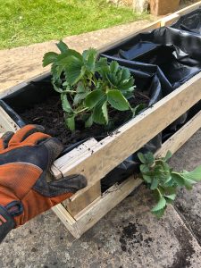 fill plant liners with peat free compost