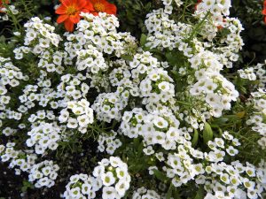 Alyssum is an easy to grow summer bedding plant