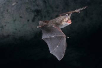 Bechstein bat flying at night
