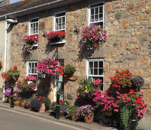 how to grow hanging baskets in your garden