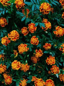 French marigolds provide a beautiful citrus shade