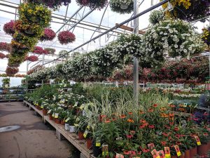 a nursery is a great place to pick up summer bedding plants