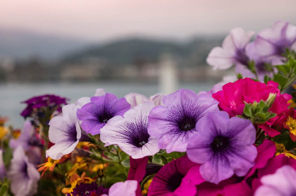 Petunias are a great summer bedding plant