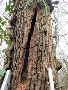 create bat roosts manually, using a STIHL chainsaw