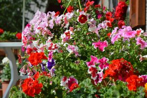 the best hanging basket flowers for your garden