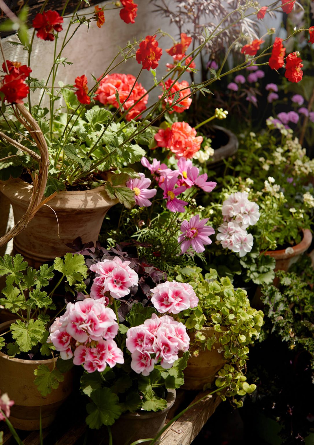 The Best Summer Bedding Plants STIHL Blog