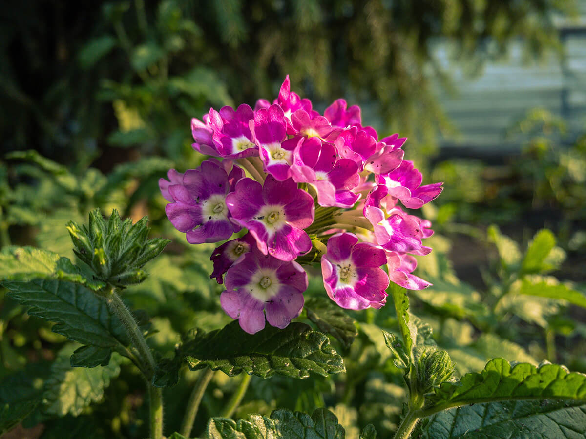 Summer Bedding Plants For Hanging Baskets & Containers STIHL Blog