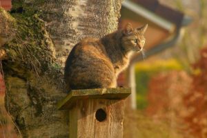 how to keep cats out of your garden