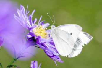 white cabbage butterfly