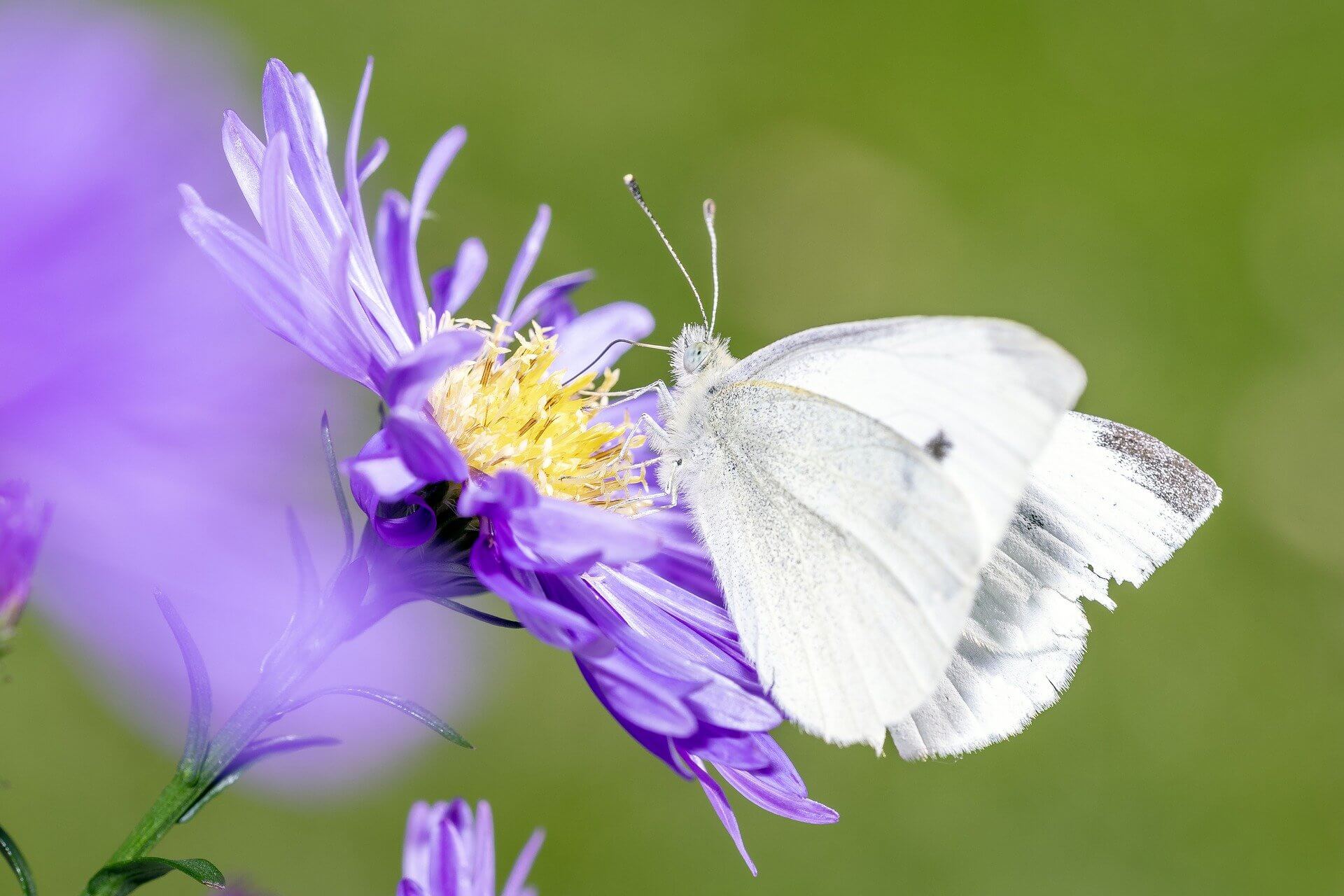 https://blog.stihl.co.uk/wp-content/uploads/2021/06/2a_Cabbage_white_butterfly_CREDIT_Dirk_Daniel_Mann_Pixabay.jpeg