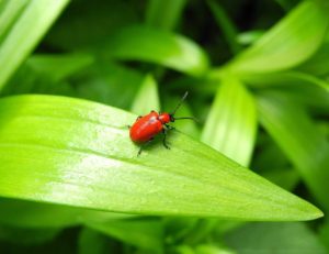 Lilly beetles in your garden