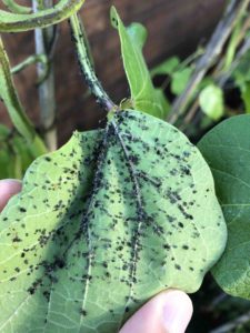 how to get rid of aphids