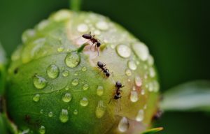 how to get rid of ants from your garden