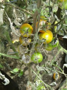 watch out for tomato blight