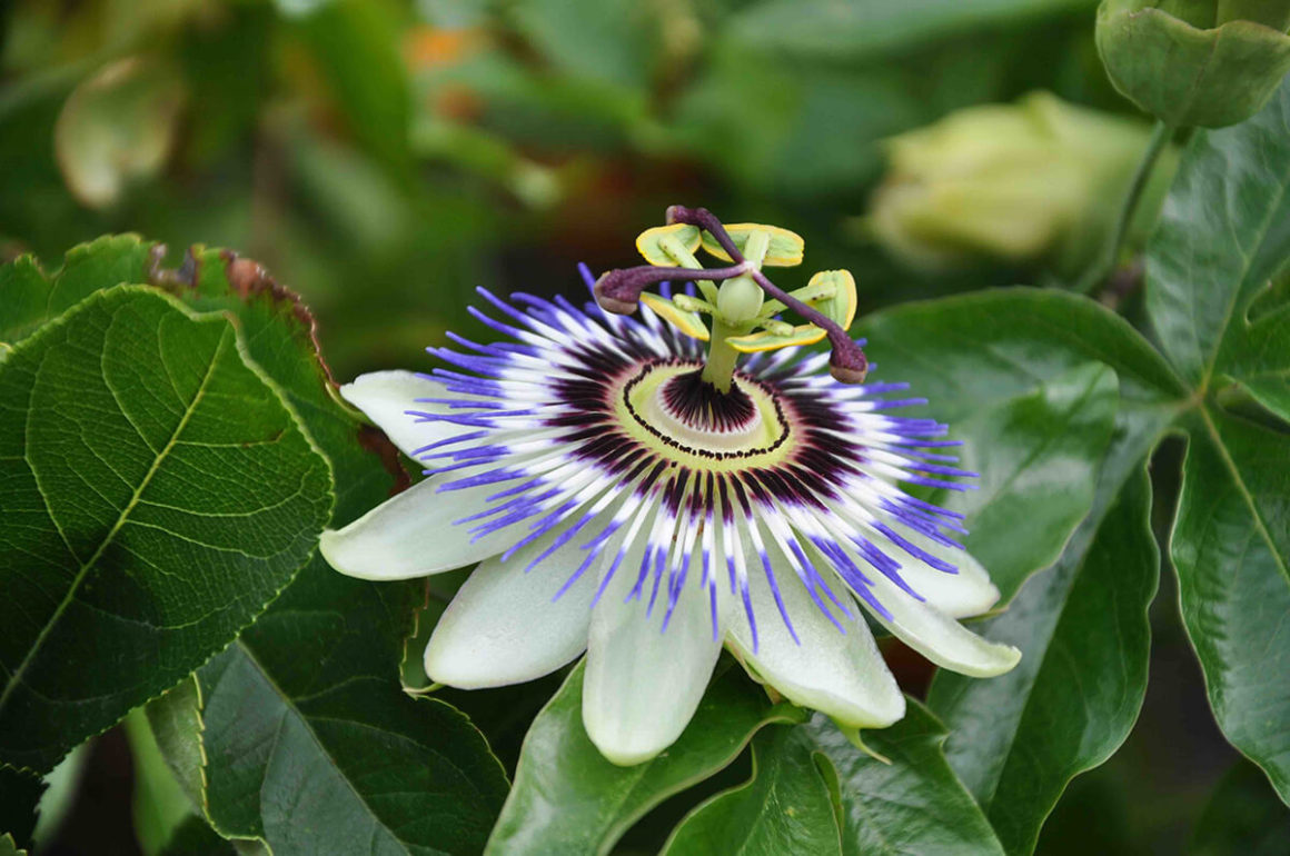 Passion flowers are a great exotic plant to grow in your garden