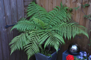 grow tree ferns in garden containers