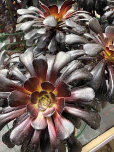 grow aeonium in terracotta flower pots