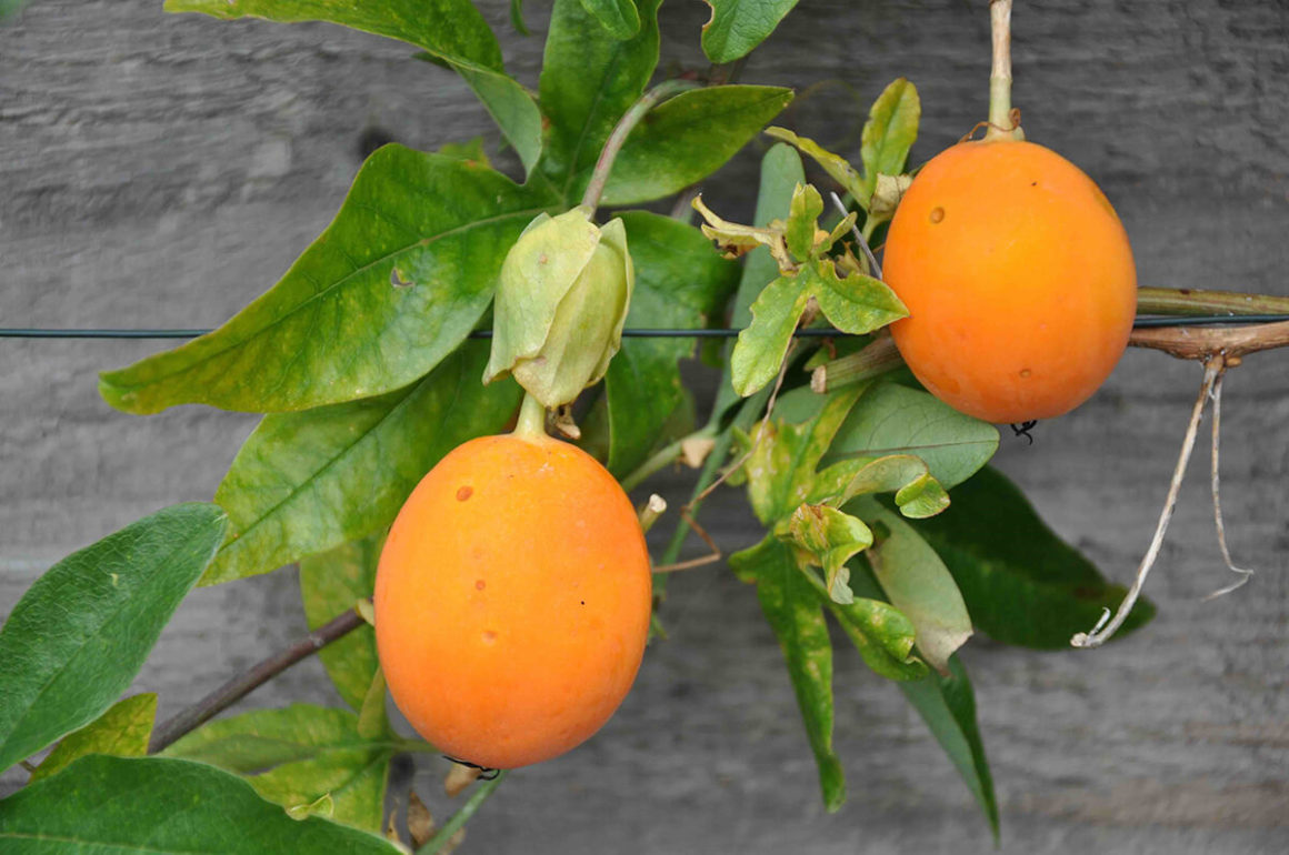 10 of The Best Easy Exotic Plants for British Gardens STIHL Blog