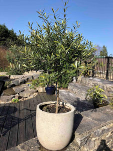 grow olive trees with other exotic plants