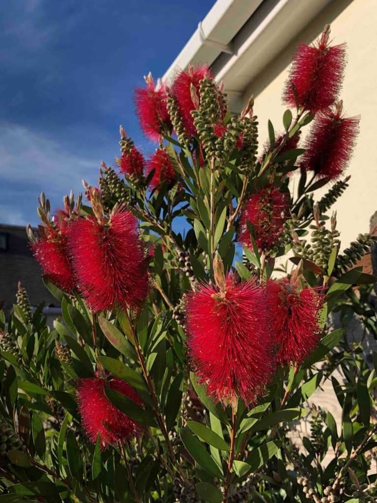 10 of The Best Easy Exotic Plants for British Gardens STIHL Blog