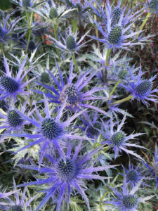 sea holly plants are easy to grow