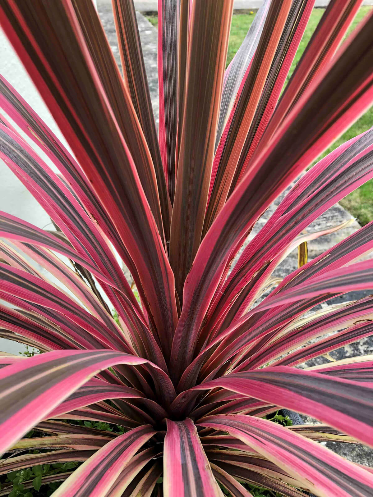 10 of The Best Easy Exotic Plants for British Gardens STIHL Blog