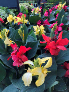cannas are a great tropical plant to grow in your garden