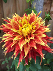 add a tropical touch to sunny borders with Dahlias