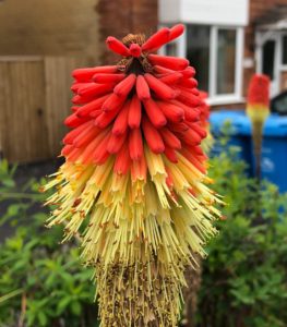 grow exotic plant red hot poker in your garden