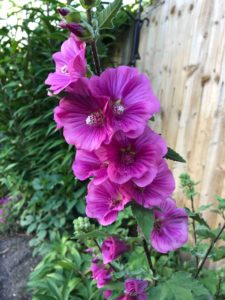 Mallow plants are great to grow in your garden in July 