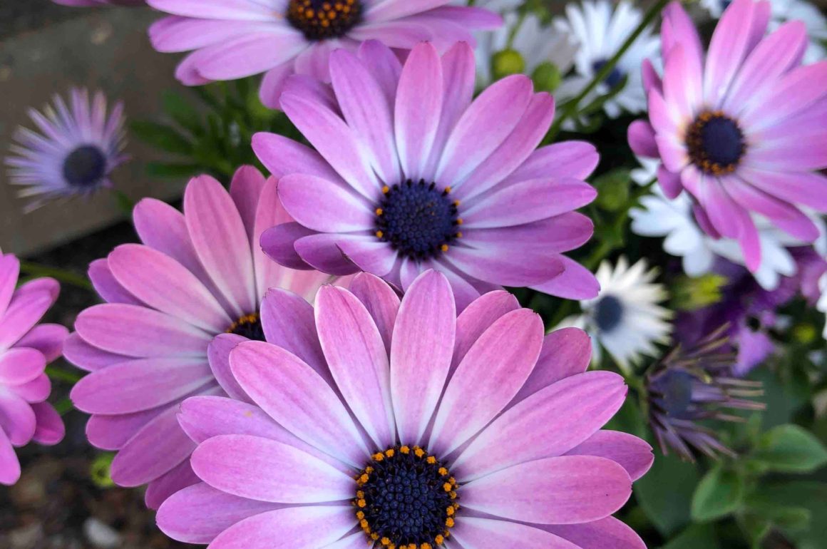 grow daisies in your garden in July