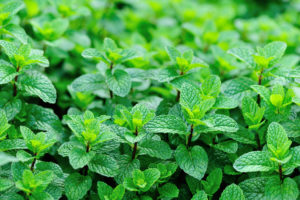 how to make mint syrup
