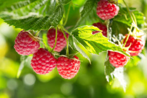 how to make raspberry syrup