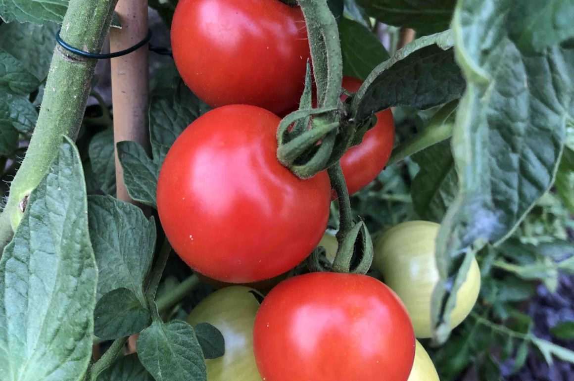 how to Prevent Common Tomato Problems