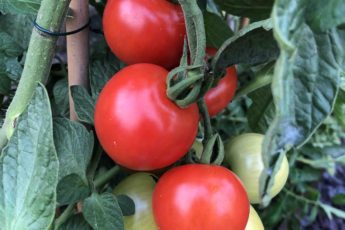 how to Prevent Common Tomato Problems