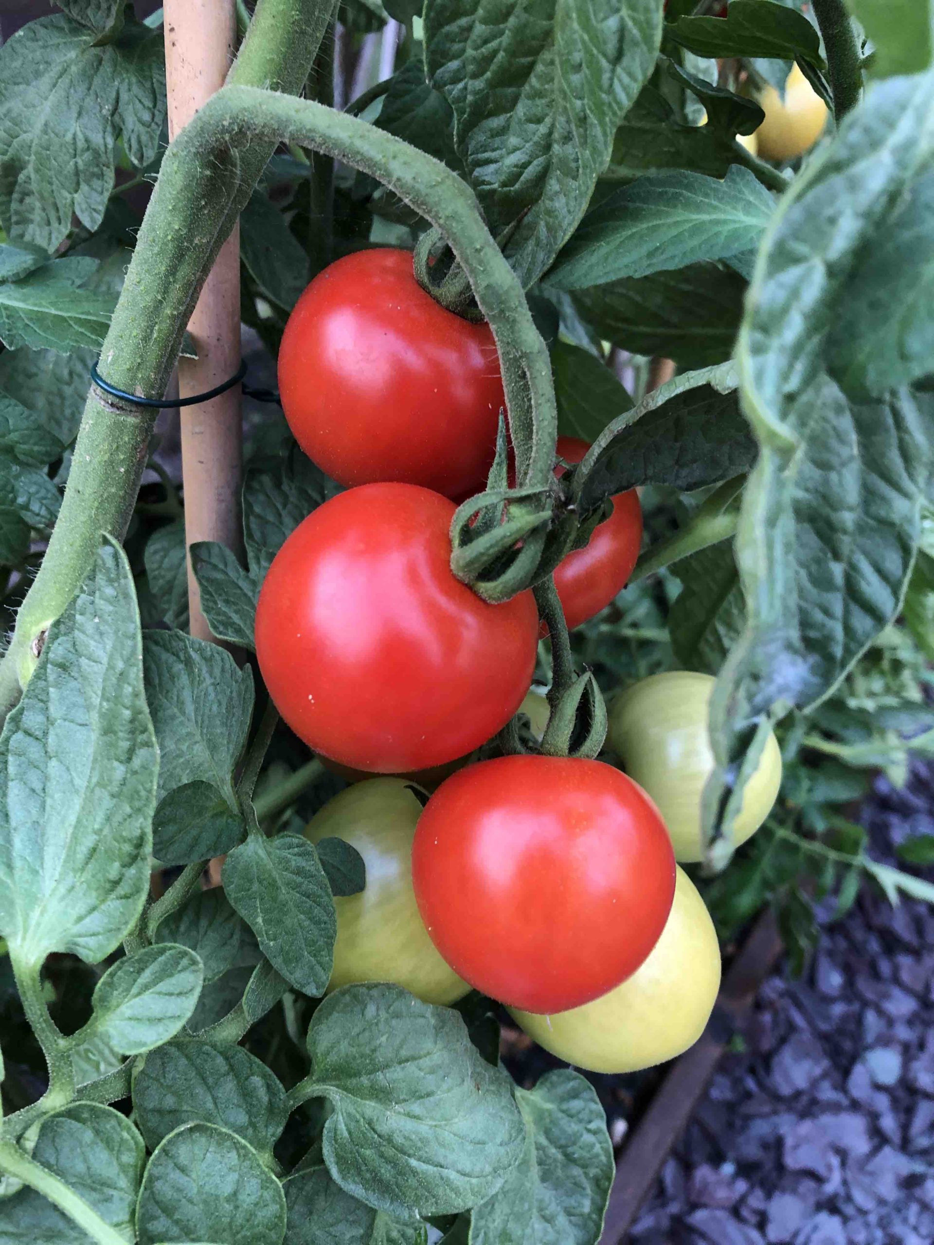 August Suburban Gardening Calendar With