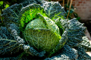 a guide to growing cabbage