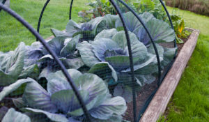 grow cabbage under netting