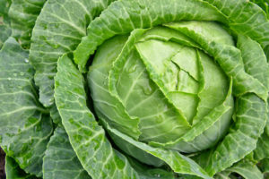 grow green cabbage in your garden
