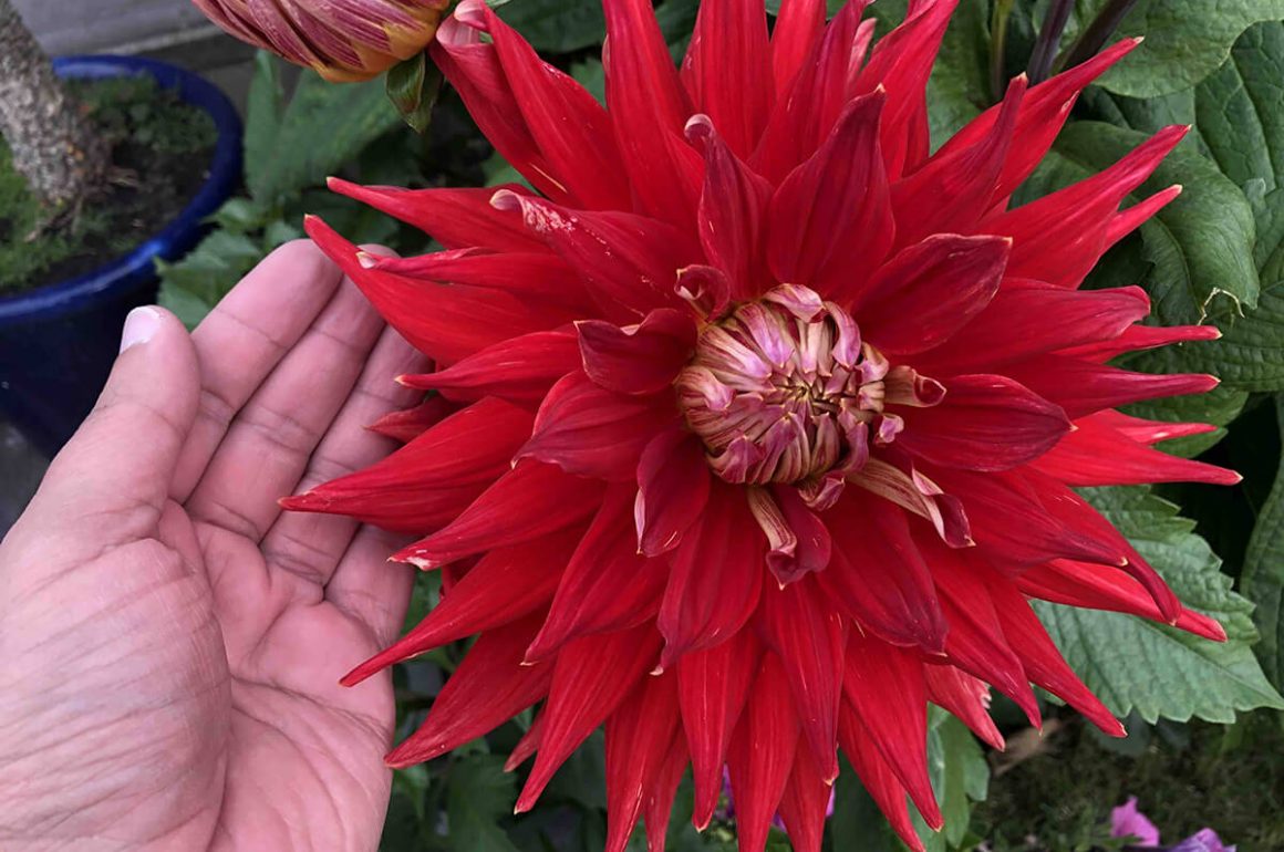 dahlias are great show flowers to plant in your garden