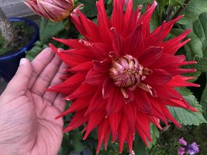 dahlias are great show flowers to plant in your garden