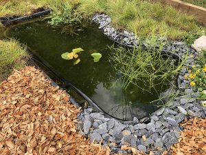 clean your pond of fallen leaves and debris