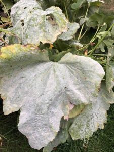 watch out for mildew this autumn